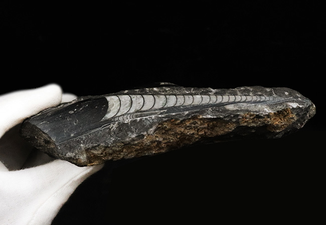 美品!14センチ級の大サイズのオルソセラス(Orthoceras)を含む群集化石(その8)