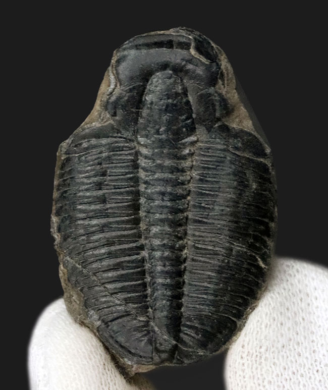 大型！米国ユタ州産の知名度抜群の三葉虫、エルラシア・キンギ（Elrathia kingi）の化石（その1）