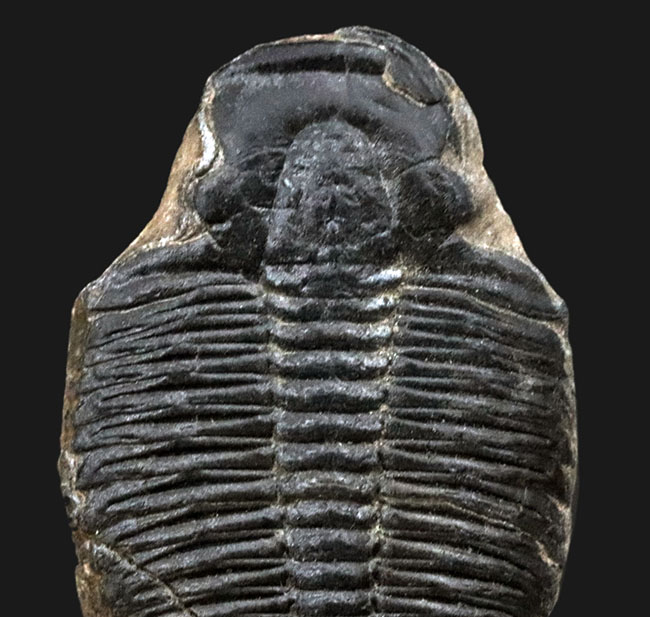 大型！米国ユタ州産の知名度抜群の三葉虫、エルラシア・キンギ（Elrathia kingi）の化石（その4）