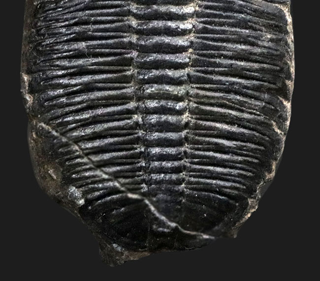 大型！米国ユタ州産の知名度抜群の三葉虫、エルラシア・キンギ（Elrathia kingi）の化石（その5）