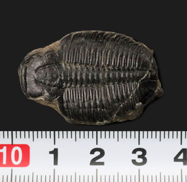 大型！米国ユタ州産の知名度抜群の三葉虫、エルラシア・キンギ（Elrathia kingi）の化石（その6）