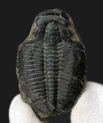 大型！米国ユタ州産の知名度抜群の三葉虫、エルラシア・キンギ（Elrathia kingi）の化石