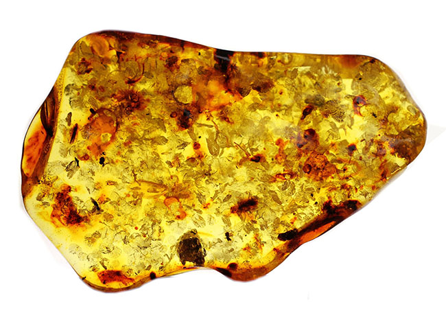 琥珀の世界有数の産地、バルト海の琥珀化石。植物片をふんだんに含んでいます（Amber）（その1）