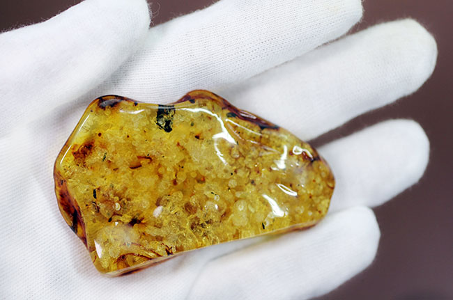 琥珀の世界有数の産地、バルト海の琥珀化石。植物片をふんだんに含んでいます（Amber）（その10）