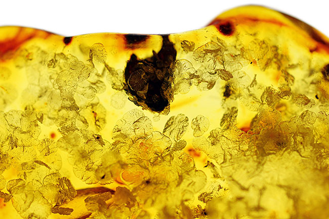琥珀の世界有数の産地、バルト海の琥珀化石。植物片をふんだんに含んでいます（Amber）（その11）