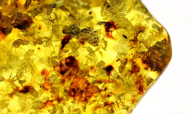 琥珀の世界有数の産地、バルト海の琥珀化石。植物片をふんだんに含んでいます（Amber）（その13）