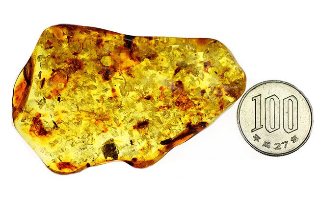 琥珀の世界有数の産地、バルト海の琥珀化石。植物片をふんだんに含んでいます（Amber）（その14）