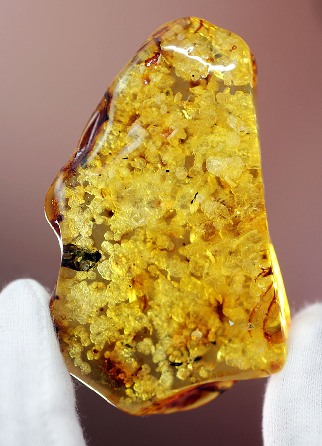 琥珀の世界有数の産地、バルト海の琥珀化石。植物片をふんだんに含んでいます（Amber）（その3）