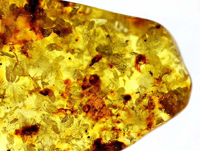 琥珀の世界有数の産地、バルト海の琥珀化石。植物片をふんだんに含んでいます（Amber）（その4）