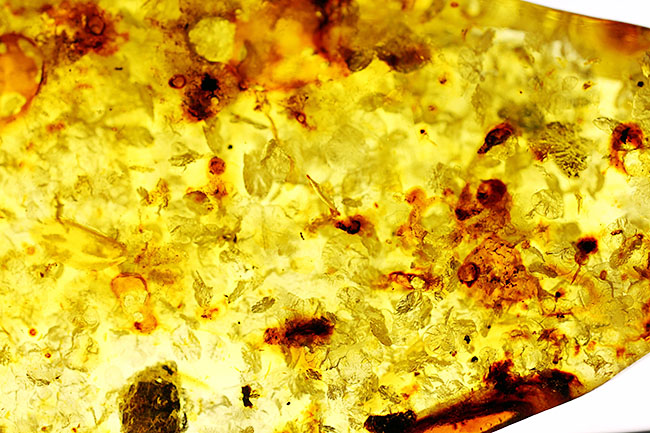 琥珀の世界有数の産地、バルト海の琥珀化石。植物片をふんだんに含んでいます（Amber）（その5）