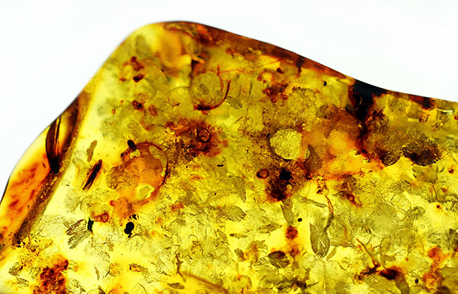 琥珀の世界有数の産地、バルト海の琥珀化石。植物片をふんだんに含んでいます（Amber）（その6）