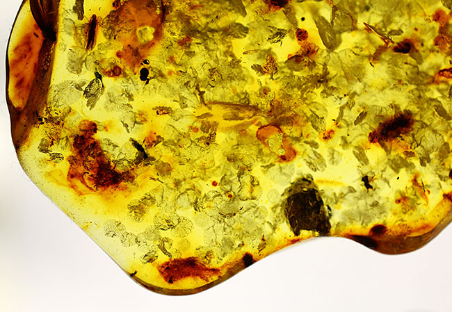 琥珀の世界有数の産地、バルト海の琥珀化石。植物片をふんだんに含んでいます（Amber）（その7）