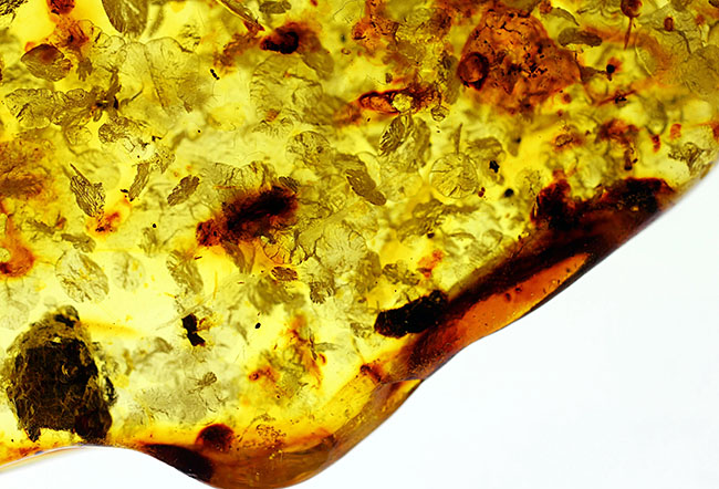 琥珀の世界有数の産地、バルト海の琥珀化石。植物片をふんだんに含んでいます（Amber）（その8）