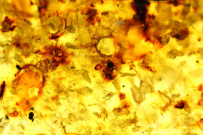 琥珀の世界有数の産地、バルト海の琥珀化石。植物片をふんだんに含んでいます（Amber）（その9）