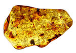 琥珀の世界有数の産地、バルト海の琥珀化石。植物片をふんだんに含んでいます（Amber）