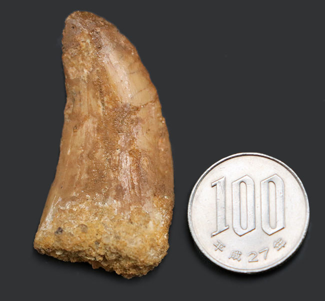 良型、チャンスプライス!美しいカーブを描く、美しきカルカロドントサウルス(Carcharodontosaurus)の歯化石(その10)