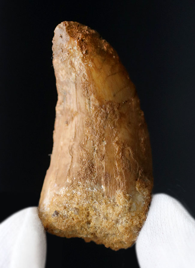 良型、チャンスプライス!美しいカーブを描く、美しきカルカロドントサウルス(Carcharodontosaurus)の歯化石(その2)