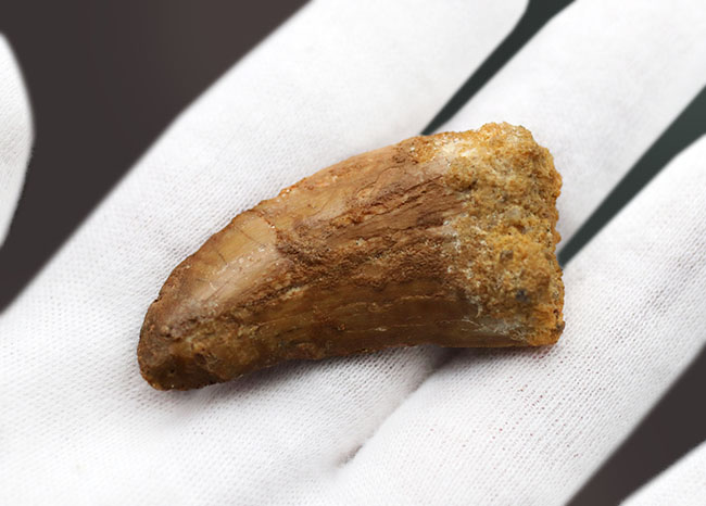 良型、チャンスプライス!美しいカーブを描く、美しきカルカロドントサウルス(Carcharodontosaurus)の歯化石(その3)