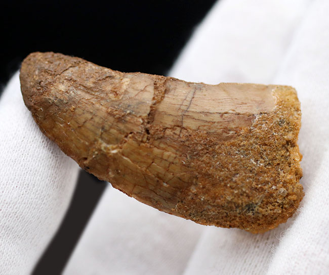 良型、チャンスプライス!美しいカーブを描く、美しきカルカロドントサウルス(Carcharodontosaurus)の歯化石(その4)