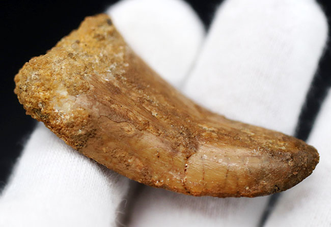 良型、チャンスプライス!美しいカーブを描く、美しきカルカロドントサウルス(Carcharodontosaurus)の歯化石(その5)