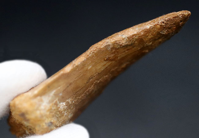 良型、チャンスプライス!美しいカーブを描く、美しきカルカロドントサウルス(Carcharodontosaurus)の歯化石(その6)