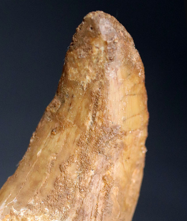 良型、チャンスプライス!美しいカーブを描く、美しきカルカロドントサウルス(Carcharodontosaurus)の歯化石(その7)