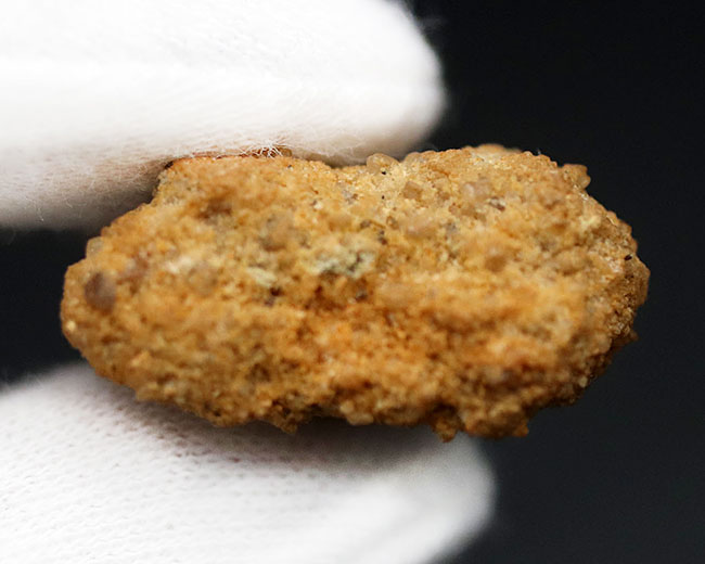 良型、チャンスプライス!美しいカーブを描く、美しきカルカロドントサウルス(Carcharodontosaurus)の歯化石(その8)