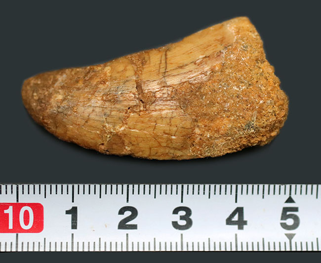 良型、チャンスプライス!美しいカーブを描く、美しきカルカロドントサウルス(Carcharodontosaurus)の歯化石(その9)