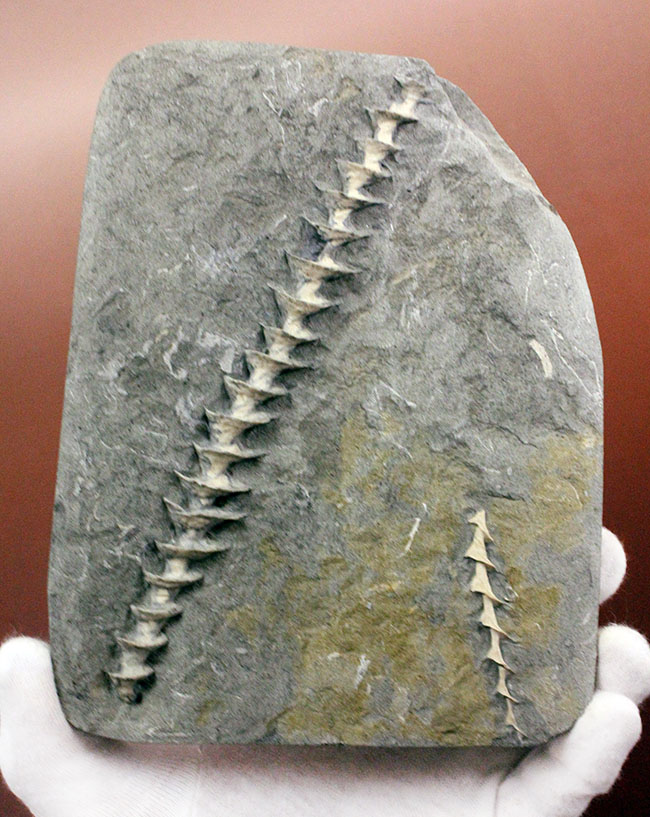 特大、保存状態抜群、米国ミズーリ州産、石炭紀アルキメデス（Archimedes sp.）のマルチプレート化石（その1）