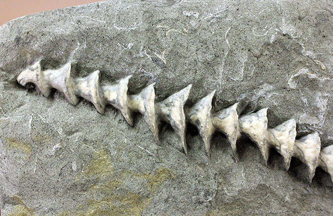 特大、保存状態抜群、米国ミズーリ州産、石炭紀アルキメデス(Archimedes sp.)のマルチプレート化石(その3)