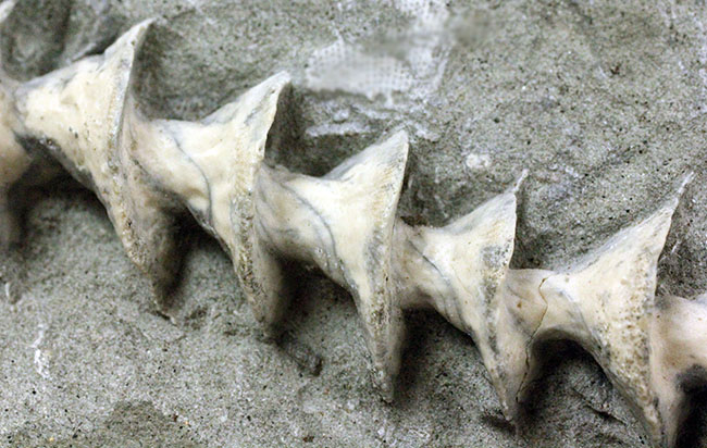 特大、保存状態抜群、米国ミズーリ州産、石炭紀アルキメデス(Archimedes sp.)のマルチプレート化石(その4)