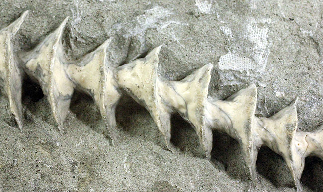 特大、保存状態抜群、米国ミズーリ州産、石炭紀アルキメデス(Archimedes sp.)のマルチプレート化石(その5)