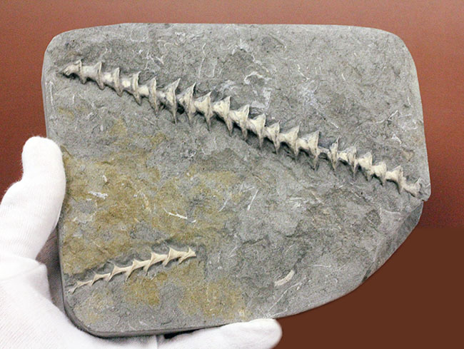 特大、保存状態抜群、米国ミズーリ州産、石炭紀アルキメデス(Archimedes sp.)のマルチプレート化石(その7)