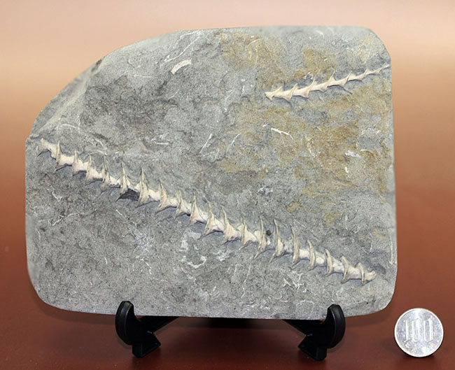特大、保存状態抜群、米国ミズーリ州産、石炭紀アルキメデス（Archimedes sp.）のマルチプレート化石（その8）