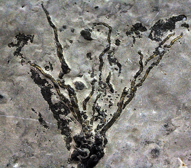 上質かつ希少、カンブリア紀に棲息していた、ごく初期の棘皮動物エオクリノイド、Gogia sp.の化石(その3)