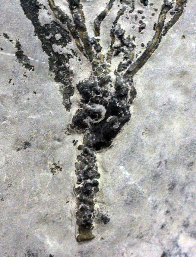 上質かつ希少、カンブリア紀に棲息していた、ごく初期の棘皮動物エオクリノイド、Gogia sp.の化石(その4)