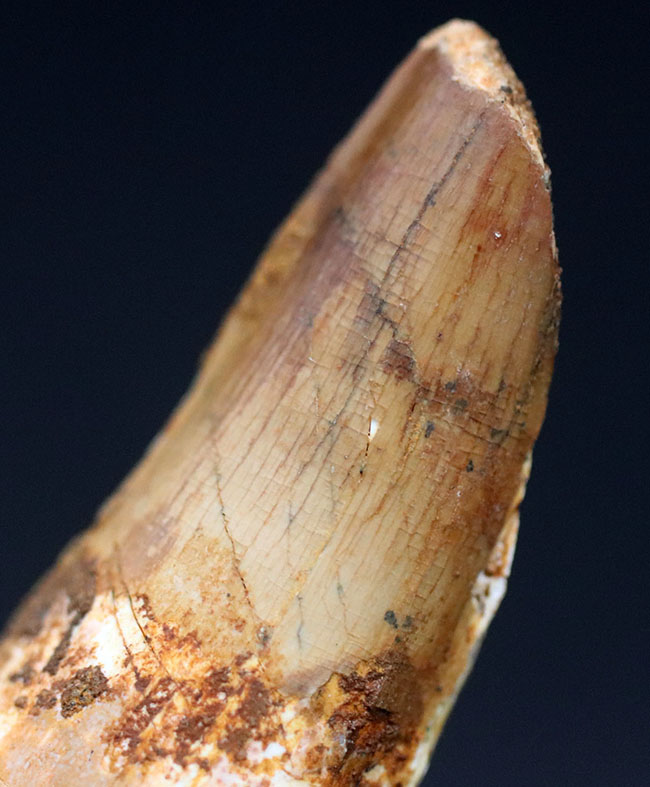 サービスプライス!スピノサウルス(Spinosaurus)の歯化石(その2)