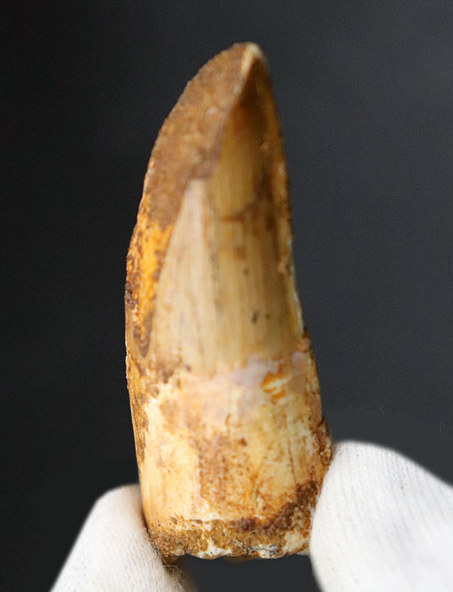 サービスプライス!スピノサウルス(Spinosaurus)の歯化石(その3)