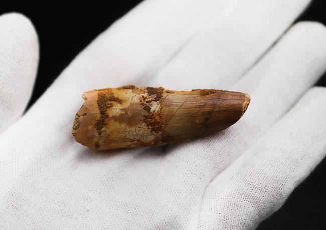 サービスプライス!スピノサウルス(Spinosaurus)の歯化石(その4)