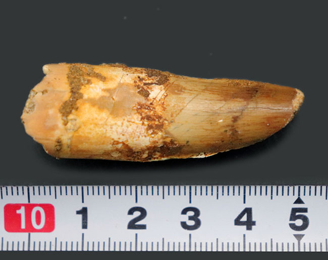 サービスプライス!スピノサウルス(Spinosaurus)の歯化石(その8)