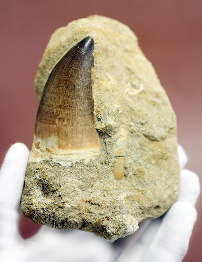 プレゼント品にいかが？天然産状そのままに母岩付き、白亜紀の海の覇者モササウルスの歯化石（その1）