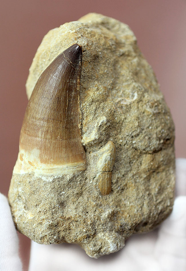 プレゼント品にいかが？天然産状そのままに母岩付き、白亜紀の海の覇者