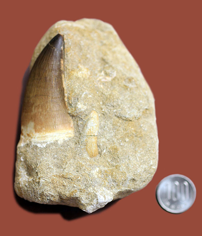 プレゼント品にいかが？天然産状そのままに母岩付き、白亜紀の海の覇者モササウルスの歯化石（その16）