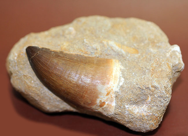 プレゼント品にいかが？天然産状そのままに母岩付き、白亜紀の海の覇者