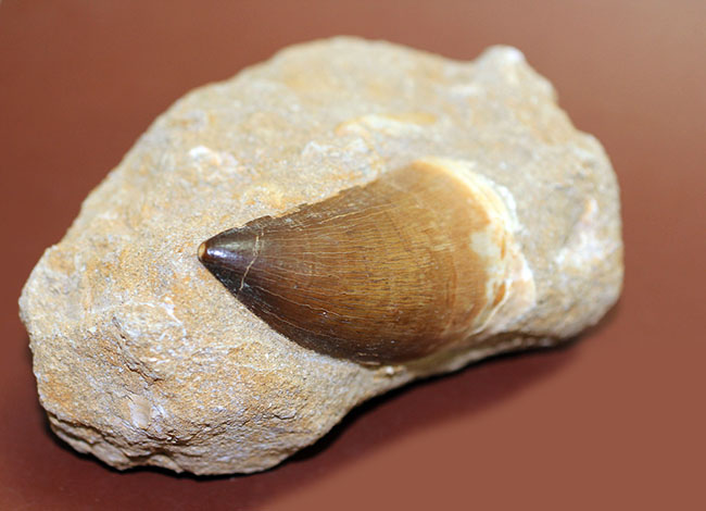 プレゼント品にいかが？天然産状そのままに母岩付き、白亜紀の海の覇者