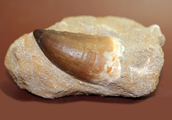 モササウルス 歯化石 特大 母岩付き 極美麗 モササウルスの歯 化石 母