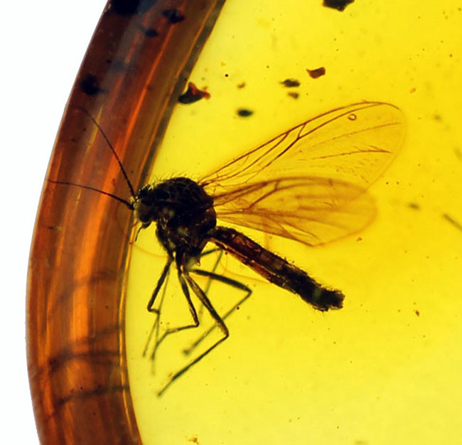 リトアニアンゴールド!およそ4000万年前のキノコバエ科の虫が包まれた虫入り琥珀(Amber)。バルト海産。(その1)