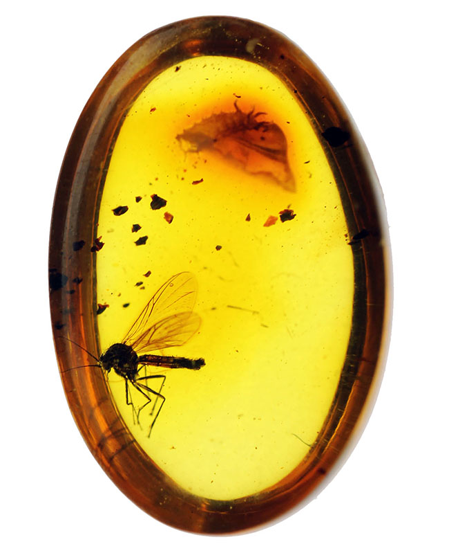 リトアニアンゴールド!およそ4000万年前のキノコバエ科の虫が包まれた虫入り琥珀(Amber)。バルト海産。(その2)