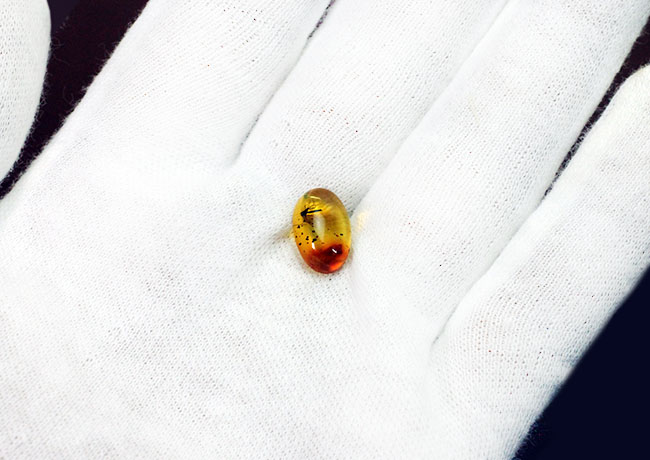 リトアニアンゴールド!およそ4000万年前のキノコバエ科の虫が包まれた虫入り琥珀(Amber)。バルト海産。(その4)