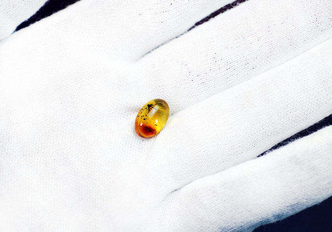 リトアニアンゴールド!およそ4000万年前のキノコバエ科の虫が包まれた虫入り琥珀(Amber)。バルト海産。(その5)